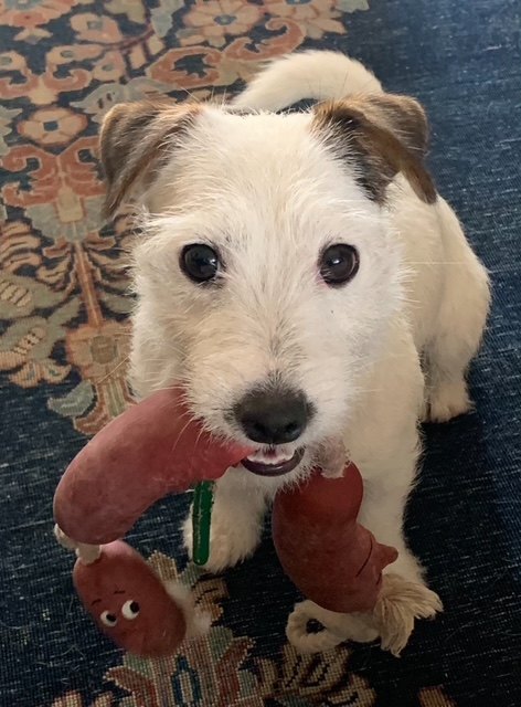 Un Jack Russell bianco e marrone tiene in bocca un gioco di gomma
